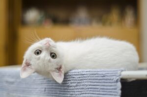 kitten, white, cat-1285341.jpg